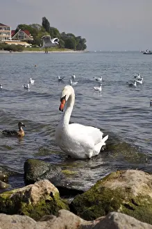 On Lake Constance, Langenargen, Swan with seagulls
