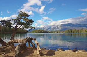 Lake with a crooked tree on the shore