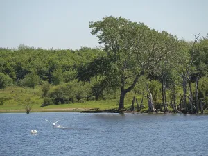 A lake with flying birds and trees on the shore