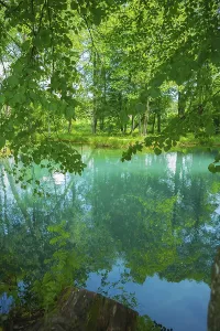 Lake in forest