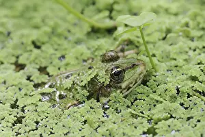 Lake frog (Pelophylax ridibundus)