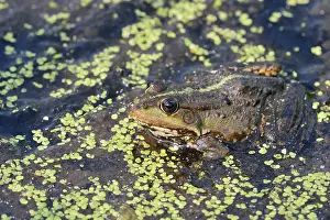 Lake frog (Pelophylax ridibundus)