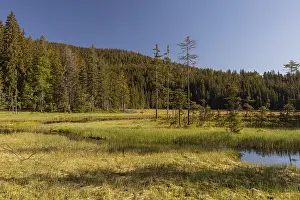 Lake GroBer Arbersee in spring