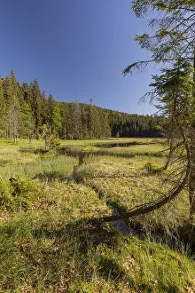 Lake GroBer Arbersee in spring