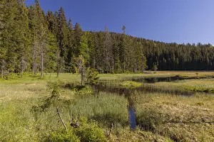 Lake GroBer Arbersee in spring