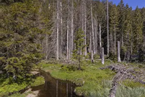 Lake GroBer Arbersee in spring