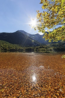 Category Mountain Landscapes Prints: Lake Hinterer Langbathsee with beech leaves