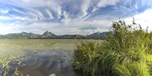 Category Mountain Landscapes Prints: Lake Hopfensee, lakeshore with numerous water lilies