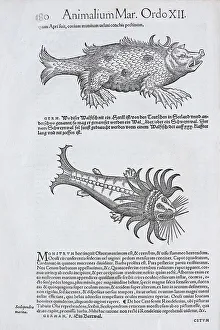 Lake Monster, woodcut by Conrad Gessner