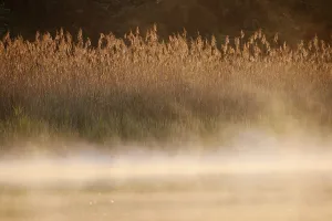 Lake and reed (Phragmites australis) with morning mist at sunrise