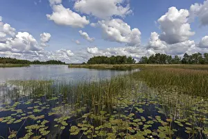 Category Scandinavia Prints: Lake with reeds and lily pads, Smaland