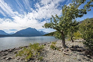 Category Mountain Landscapes Prints: Lake shore of Saint Mary Lake, mountains behind