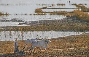 Lake Taungthaman with a farmer ploughing behind a team of oxen