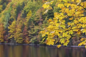Lake Toplitz, forest in full autumn colors