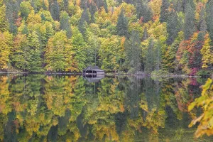 Lake Toplitz, forest in full autumn colors