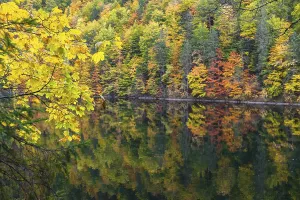 Lake Toplitz, forest in full autumn colors