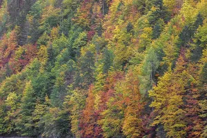 Lake Toplitz, forest in full autumn colors