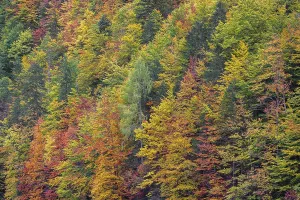 Lake Toplitz, forest in full autumn colors