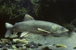 Lake trout (Salvelinus namaycush)