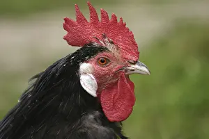 Lakenfelder rooster