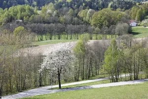 Lalling, blooming cherry tree, Bavarian Forest