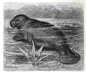 Lamantine, Caribbean or west indian manatee (Trichechus manatus)