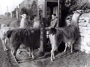 Lamas and woman to telephone booth