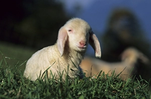 Lamb - Bavaria Germany