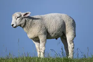 Lamb on the dyke, Hauke-Haien-Koog