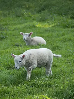 Framed Print : A lamb grazes while another lies in the background