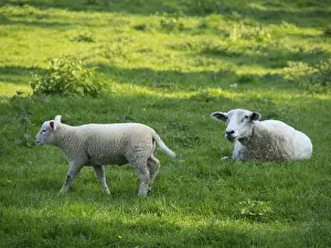 A lamb runs across a green meadow while a sheep is sitting