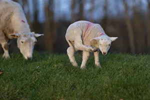 Lamb scratching itself in a meadow with sheep in the background