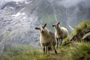 Lamb standing at the exit, Bernese Oberland