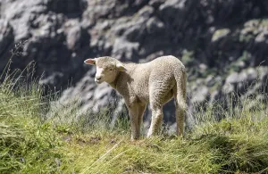 Lamb standing at the slope, Bernese Oberland
