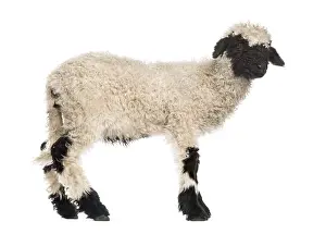 Framed Print : Lamb standing in front of white background