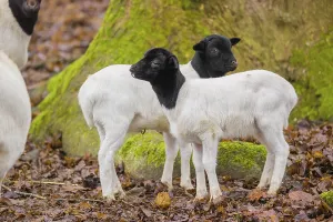 Two lambs Blackheaded Somali Sheep