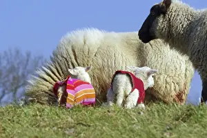 Two lambs with clothes on a green meadow next to a sheep