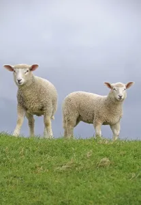 Lambs on the dyke of the Elbe river at Kollmar