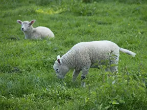 Two lambs in green surroundings