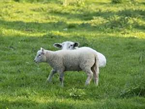 Two lambs stand on a green field in natural surroundings