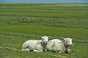 Two lambs of the Texel sheep breed resting on the pasture in the marshland