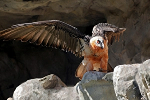 Lammergeier or Bearded Vulture (Gypaetus barbatus)