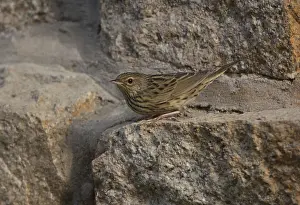 Lanceolated Warbler (Locustella lanceolata)