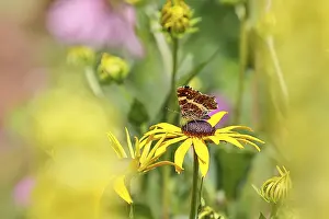 Land carat (Araschnia levana), butterfly