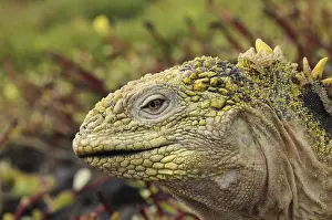 Land Iguana (Conolophus subcristatus)