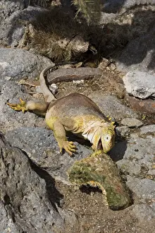 Land Iguana (Conolophus subcristatus)