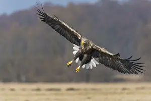 Landing adult bird of as (Haliaeetus albicilla)