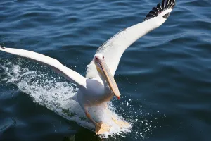 Landing of a pink pelican, Pelecanus onocrotalus