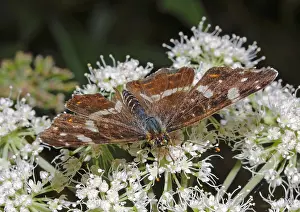 Landkartchen Araschnia levana<br> Landkrtchen Araschnia levana