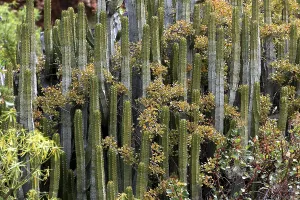 Landscape in the area of Las Cuevas de Aqua